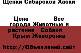 Щенки Сибирской Хаски › Цена ­ 20 000 - Все города Животные и растения » Собаки   . Крым,Жаворонки